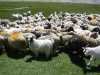 ladakh-2009-058